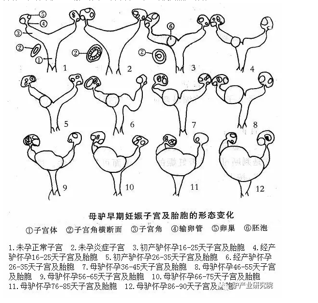 兽用B超机,兽用b超,兽用孕检B超,母驴早期妊娠子宫及胎胞的形态变化图