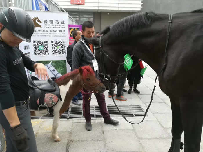 大为兽用超声展会,B超展会，北京国际展览中心举行的第十一届中国国际马业马术展览会