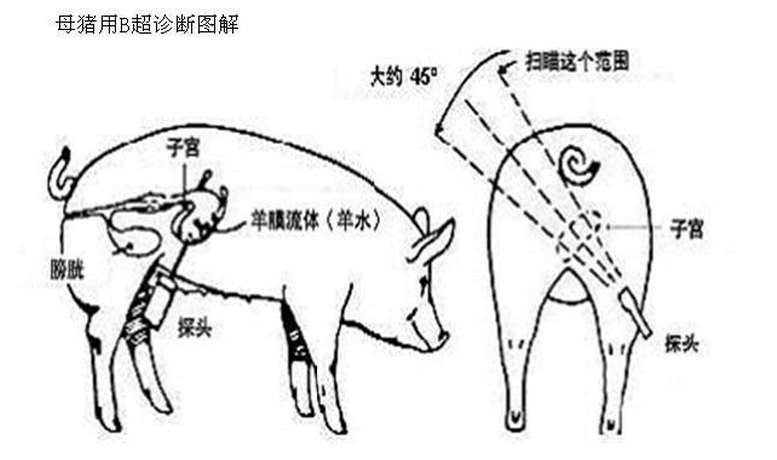 猪用b超机