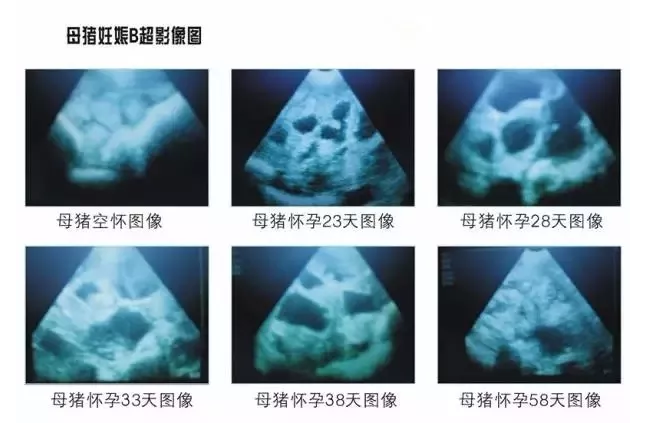 兽用B超机母猪怀孕检测图