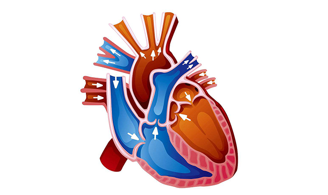 得了高血压为什么要检查心脏彩超？