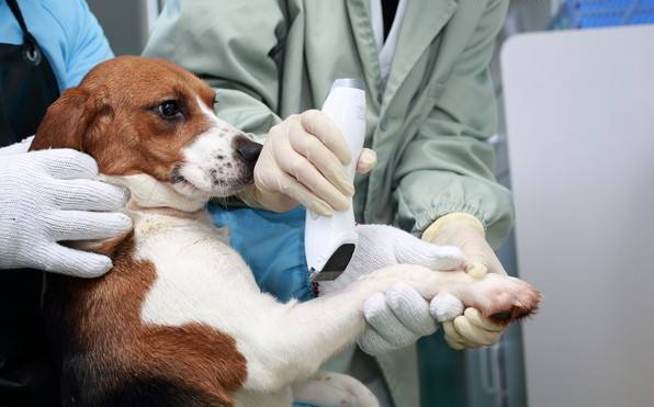 宠物四维彩超在宠物医院的临床应用