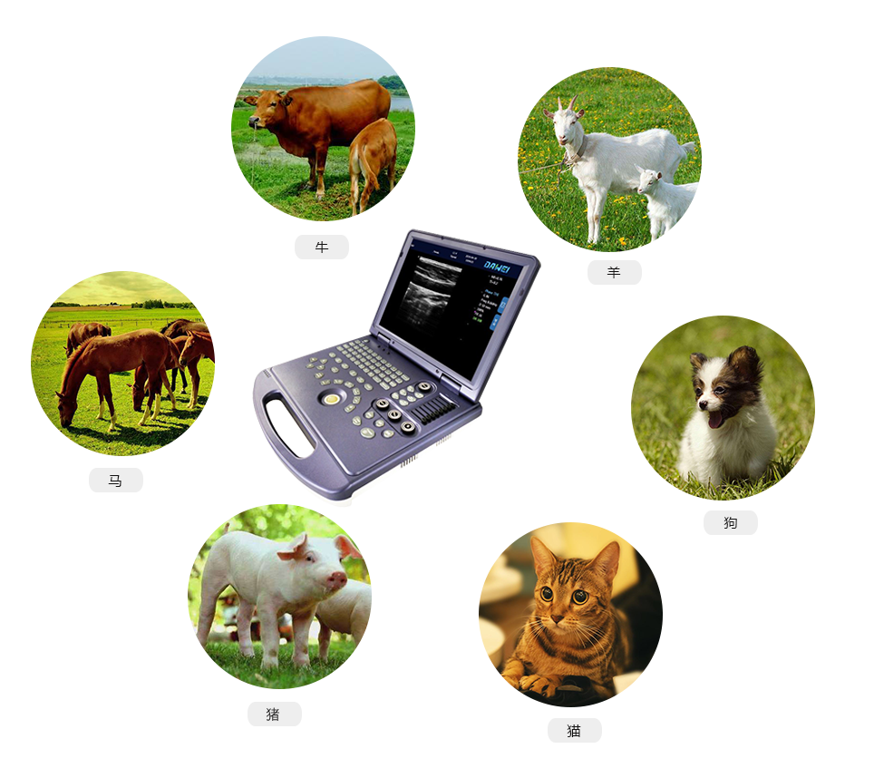 MU15笔记本式兽用彩超机